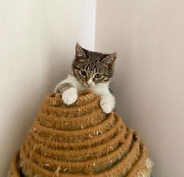 bala pişik ucuz: Dişi, Yaxşı əllərə — 5