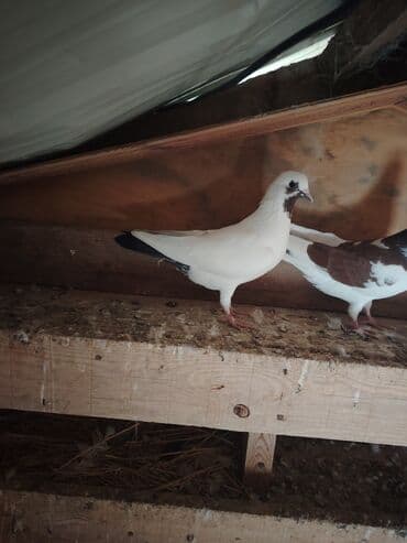 maraqli qus adlari: Cins göyərçinlər dəsti - Rənglər: ağ, ağ-qəhvəyi qarışıq — 9