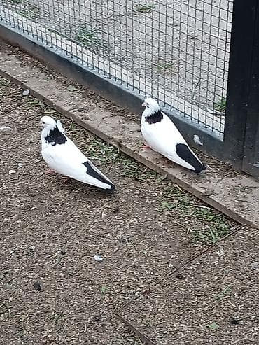 goyərclər: Təmiz abrez hazır cütü. uçuş oynamaq var — 4