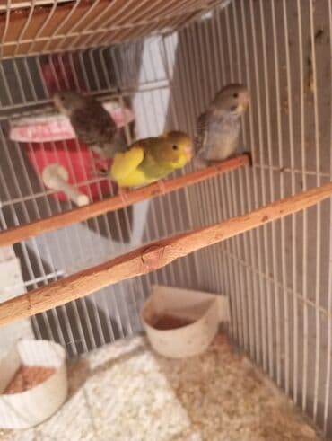 Gəmiricilər: Papuqaylar 3 denesi 12 manat pinqivindiler Unvan Bileceri — 1