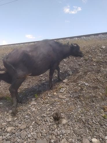 bala keci: Yaxşı heyvandi 3 balayadi 10 günə balası olacaq hündür və yarasiqlidi — 5