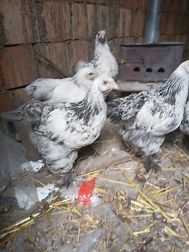 heyvan satışı tap az: Cins toyuq balaları – tüklü pəncə (pəncələri lələkli) ləhçəli — 6