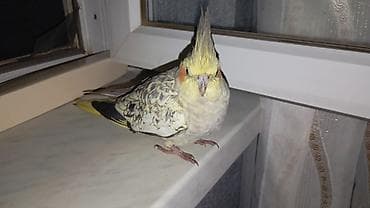 bulbul quşu: Nimfa papuqayı (Cockatiel) – Təcili satılır dişidir real alıcılara — 1