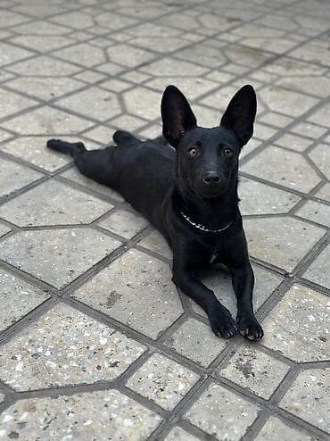 qurdbasar itləri: Zvonok, 2 ay, Dişi, Sənədli, Ödənişli çatdırılma — 3