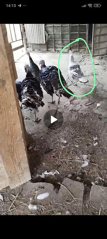 Heyvanlar üçün mallar: Erkək, Amerika, Damazlıq — 2