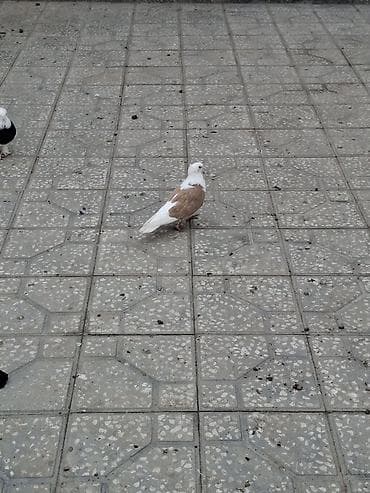 Digər quşlar: Salam erkey heşterxan quşu maya bakı cinsi 1 cüt keven bala ve 1 cütde — 3