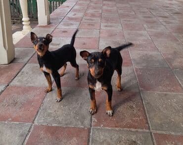 Akvariumlar: 3 ay, Erkek — 3