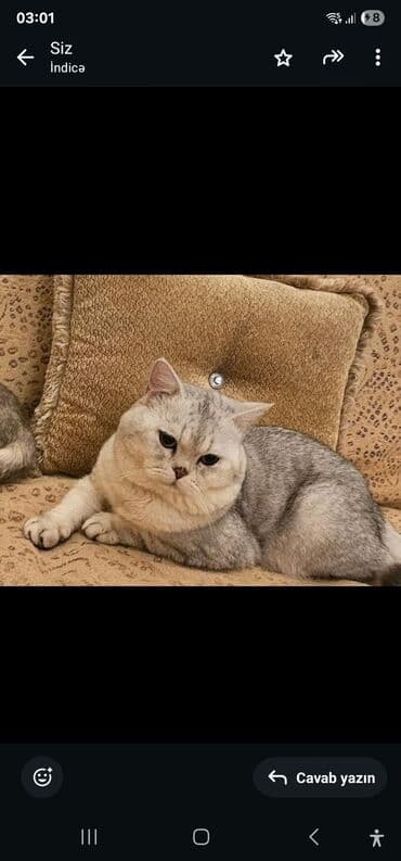 pişik sumkası: Şinşilla, Erkək, Yaxşı əllərə, Ünvandan götürmə, Ödənişli çatdırılma — 4