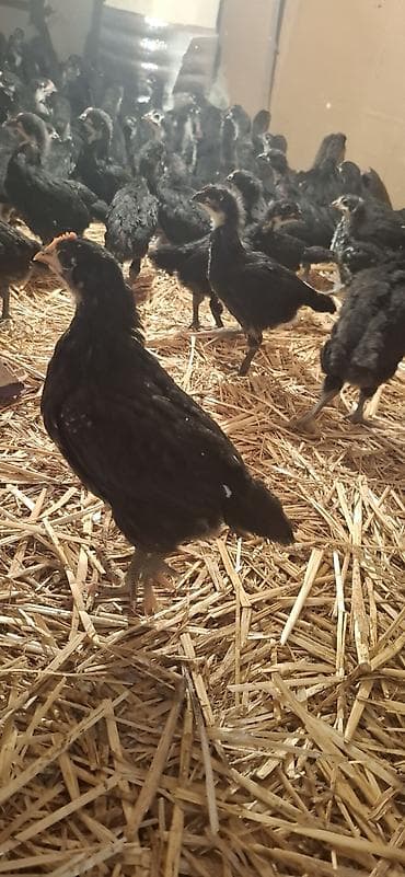 Индюшки: Куриные цыплята, Для разведения — 2