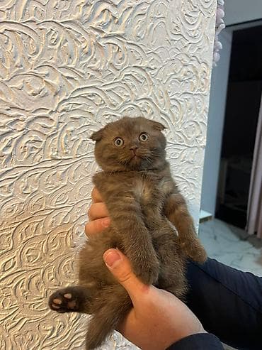 pişik pers: Şotland yastı qulaq — 6