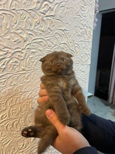 ağ şotland: Şotland — 2