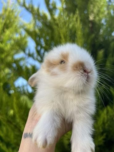 dovsan: 🐰 1 aylıq Mini Holland Lop balalarımız yeni yuvalarını axtarır. 🤍 ✅ — 1