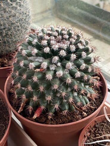 advent calendar qiymeti: Kaktuslar fərqli qiymətlərlə — 6