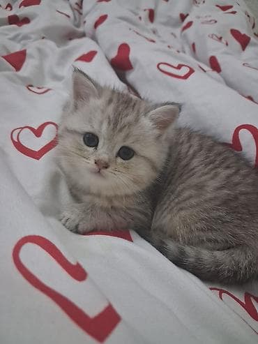 Digər heyvanlar: Şotland yastı qulaq — 6