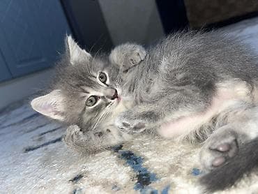 şotland pişiki: Boz tüklü balaca pişik balası - Rəng: açıq-boz və gümüşü tonlarda — 2