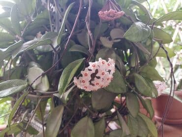 sirqa gulu haqqinda: Otaq bitkiləri — 2