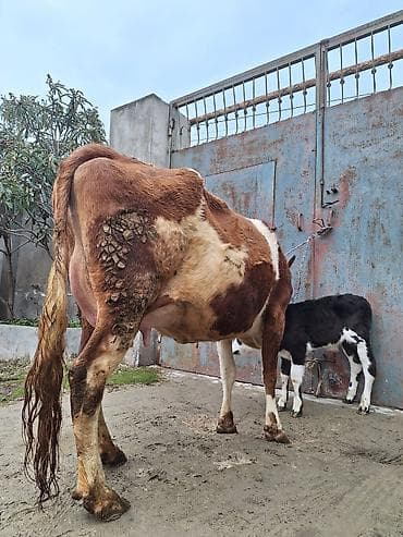 Atlar: 14 litir süd verir 7 gündü doğub 3 qarına doğub balası erkəydi — 1