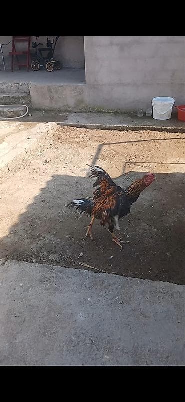 sumatra xoruz: Super doyusderi var 1 yas yarim pleymut sortudur hele indiye kimi hec — 4