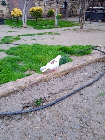 coban iti adlari: Ağ-qəhvəyi rəngli göyərçin - Bədən rəngi ağ, kürək və qanad üstündə — 4