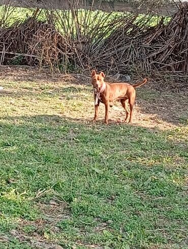 İtlər: Pitbul — 1