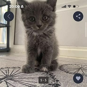 сколько стоит британский котёнок: Британская, Самка, В добрые руки, Самовывоз — 1