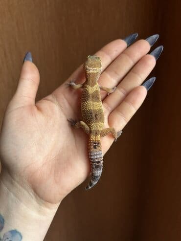 Toyota: 2 dişi qiymet 1ne aiddir . Cüt endirimli olacaq Növ: Leopard gekko — 5