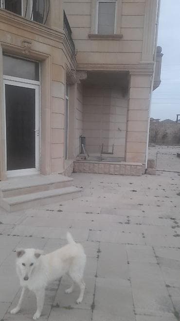 kredit ev: Villaların satışı. 2 si birlikde 40 sotun içində, biri remontlu, biri — 2