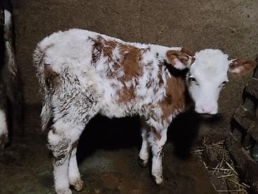 Коровы, быки: Теленок, Самка, Simental, месяцев: 2, Для разведения, Самовывоз — 2