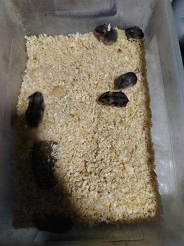 satliq ov itleri berde: 1 aylıq cunqarikler 1 ededin qiymeti 3 azn dir Qara və boz rənglər — 4