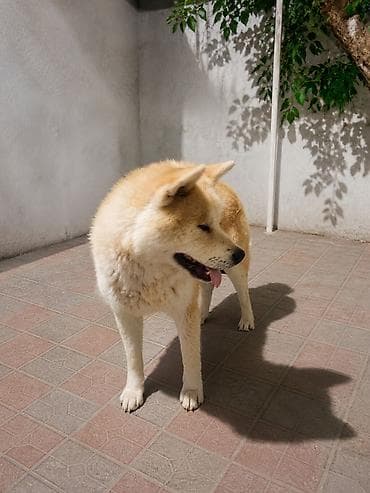 iller: Akita-inu, 2 il, Erkek — 3
