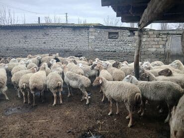электрическая машинка для стрижки овец: Dişi, il: 5, 45 kq, Damazlıq, Südlük — 1