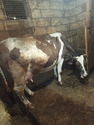 simmental inək cinsi: Südlük inəklər və buzov - Şəkillərdə iki südlük inək və bir buzov — 4