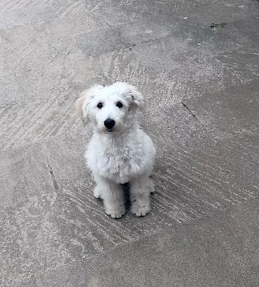 alman kurdu iti: Ödənişsiz sahiblendirilir — 2