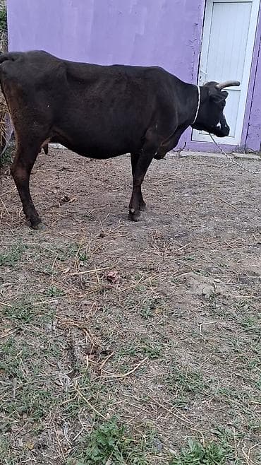 inekler ucar: Dişi, il: 8, Südlük, Ünvandan götürmə — 3