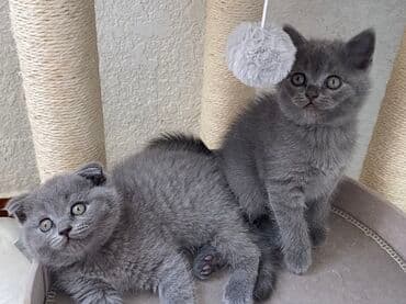 породистые котята даром: Шотландская, Самец, Самка, Самовывоз — 24