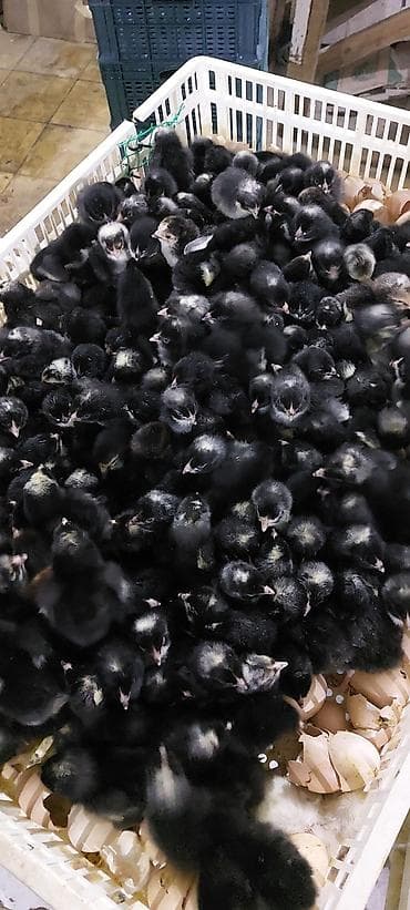 Toyuq cücələri, Damazlıq