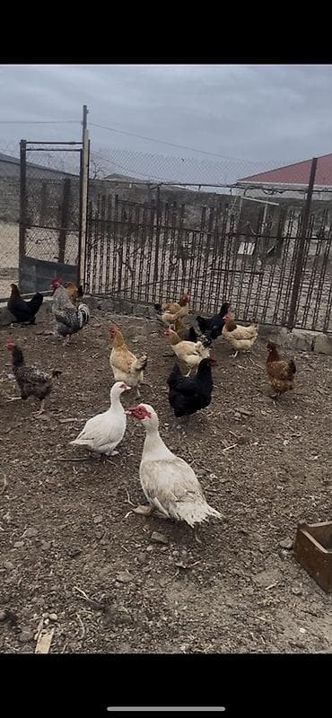 rotveyler satilir: Salam hər vaxdınız xeyir bu toyuqlar satılır öz həyətimin — 3