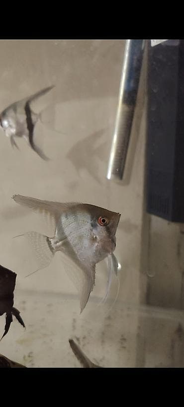 canlı yem: Məhsul: Akvarium üçün Skalyar balıqları (Pterophyllum scalare) — 4