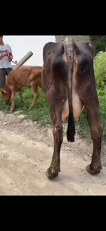 Süd inəyi və buzağı paketi - Cins tipi: qara rəngli süd istiqamətli