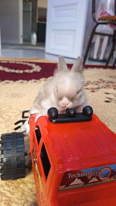 bala dovşanlar: Karlik — 1