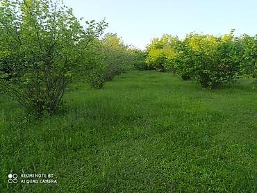 56 sot, Tikinti, Barter mümkündür, Kupça (Çıxarış)