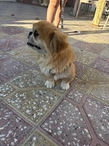 Pekines