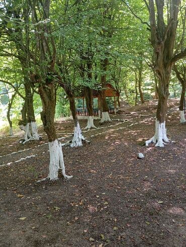 kirayə aylıq: 3000 kv. m, 3 otaqlı — 11