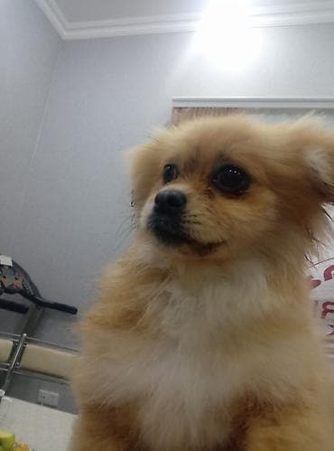 qurdbasar balaları: Şpitz, 4 ay — 3