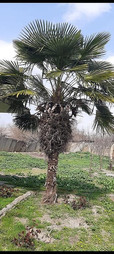 jasmin ağacı: Satılır: Trachycarpus fortunei (Külək palması) - Hündürlük: təxmini — 3