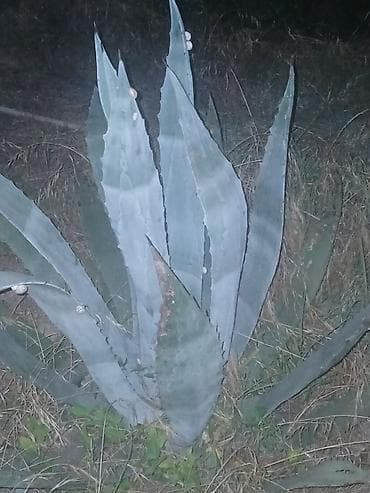 Agave americana – dekorativ sukulent - Bitki növü: Agave americana