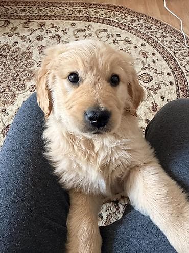 İtlər: Retriever, 2 ay, Erkek, Peyvəndli — 1