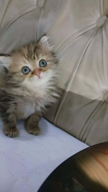 van kedisi qiymeti: Şinşilla, Dişi — 1