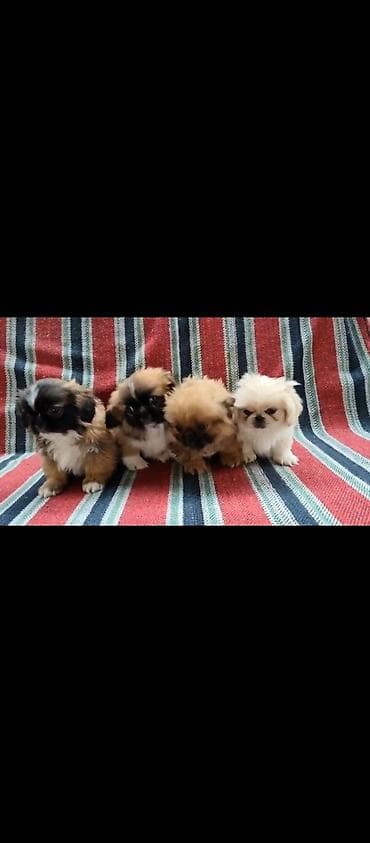 balaca it ucuz: Pekines, 3 ay, Erkek — 3