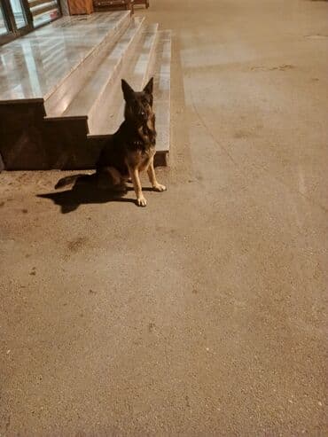 alman çoban: Alman çoban iti, Peyvəndli — 1